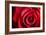 Closeup Red Rose Flower as Love Nature Background-Voy-Framed Photographic Print