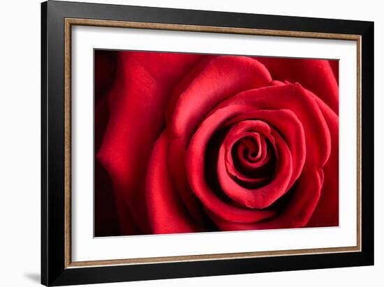 Closeup Red Rose Flower as Love Nature Background-Voy-Framed Photographic Print