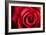 Closeup Red Rose Flower as Love Nature Background-Voy-Framed Photographic Print