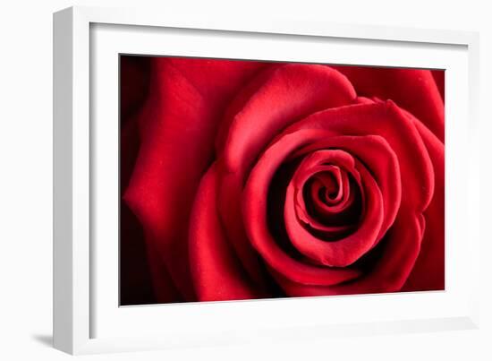 Closeup Red Rose Flower as Love Nature Background-Voy-Framed Photographic Print