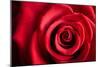 Closeup Red Rose Flower as Love Nature Background-Voy-Mounted Photographic Print