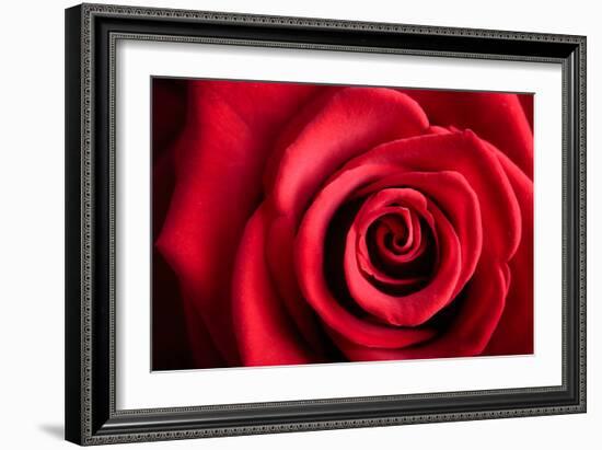 Closeup Red Rose Flower as Love Nature Background-Voy-Framed Photographic Print