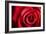 Closeup Red Rose Flower as Love Nature Background-Voy-Framed Photographic Print