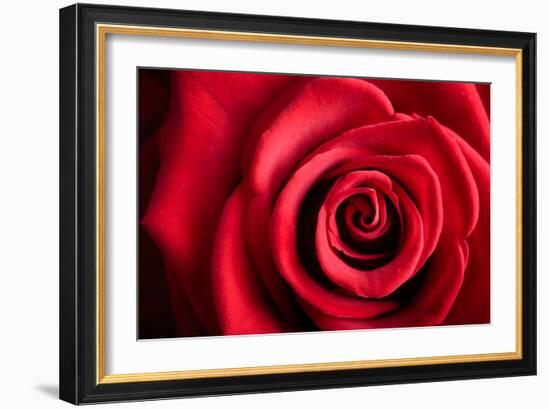 Closeup Red Rose Flower as Love Nature Background-Voy-Framed Photographic Print