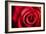 Closeup Red Rose Flower as Love Nature Background-Voy-Framed Photographic Print