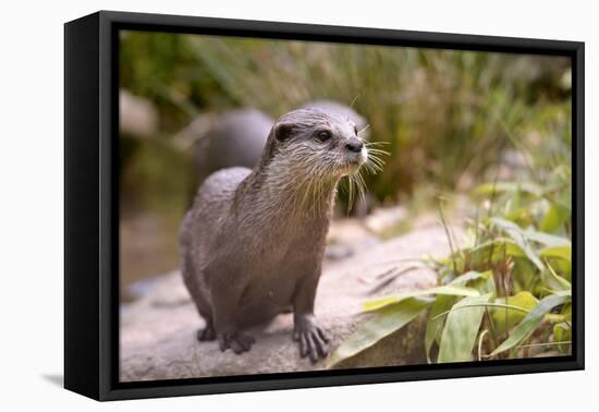 Closeup Small-Clawed Otter Among Plants-Christian Musat-Framed Premier Image Canvas