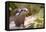 Closeup Small-Clawed Otter Among Plants-Christian Musat-Framed Premier Image Canvas