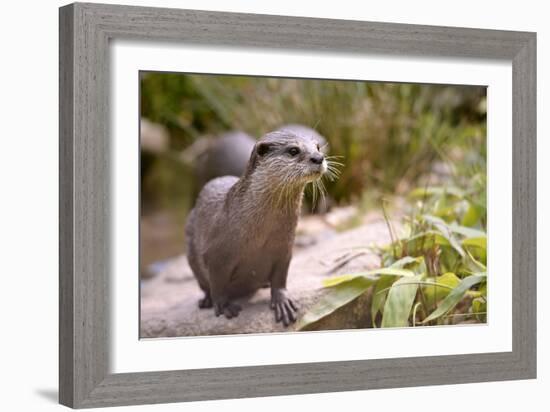 Closeup Small-Clawed Otter Among Plants-Christian Musat-Framed Photographic Print