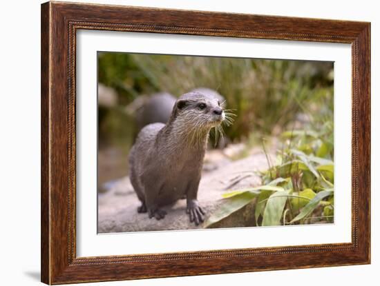 Closeup Small-Clawed Otter Among Plants-Christian Musat-Framed Photographic Print