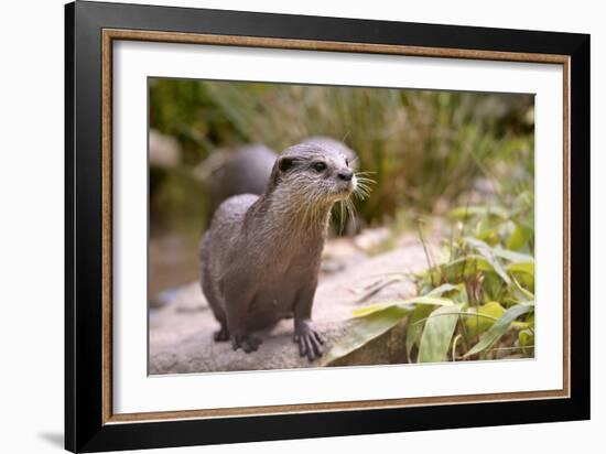 Closeup Small-Clawed Otter Among Plants-Christian Musat-Framed Photographic Print