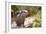 Closeup Small-Clawed Otter Among Plants-Christian Musat-Framed Photographic Print