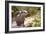 Closeup Small-Clawed Otter Among Plants-Christian Musat-Framed Photographic Print