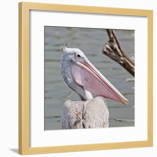 Closeup Spotted-Billed Pelecan Bird-Art9858-Framed Photographic Print