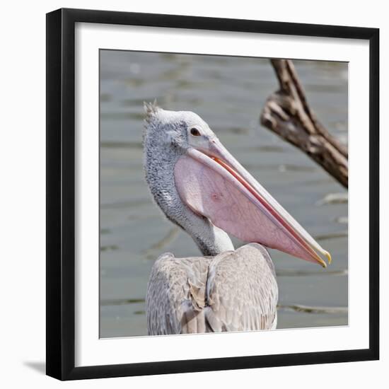 Closeup Spotted-Billed Pelecan Bird-Art9858-Framed Photographic Print
