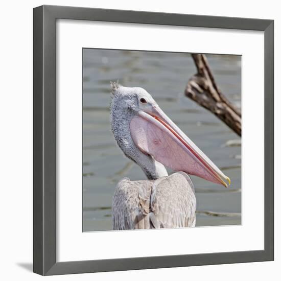 Closeup Spotted-Billed Pelecan Bird-Art9858-Framed Photographic Print