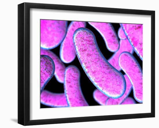 Clostridium Botulinum Bacteria-Robert Brocksmith-Framed Photographic Print