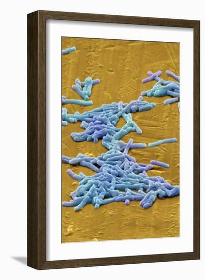 Clostridium Difficile Bacteria, SEM-David McCarthy-Framed Photographic Print