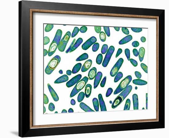 Clostridium Difficile Bacteria, TEM-Biomedical Imaging-Framed Photographic Print