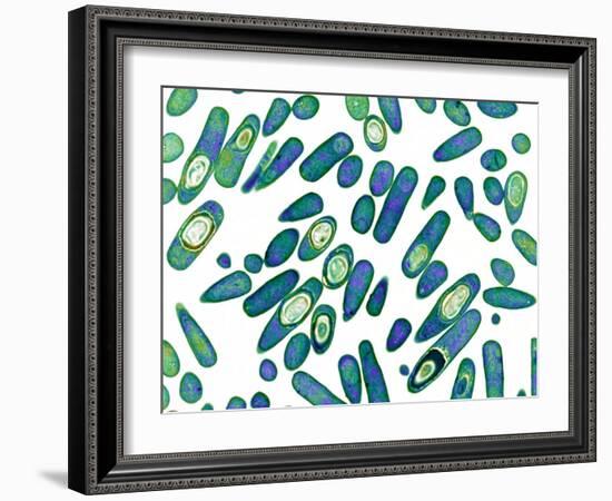 Clostridium Difficile Bacteria, TEM-Biomedical Imaging-Framed Photographic Print