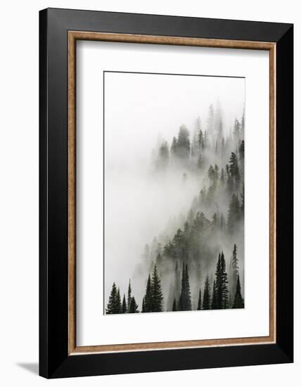 Cloud Forest, Glacier National Park, Montana-Russ Bishop-Framed Photographic Print