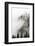 Cloud Forest, Glacier National Park, Montana-Russ Bishop-Framed Photographic Print