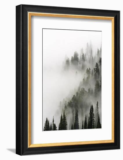 Cloud Forest, Glacier National Park, Montana-Russ Bishop-Framed Photographic Print