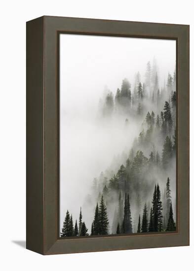 Cloud Forest, Glacier National Park, Montana-Russ Bishop-Framed Premier Image Canvas