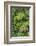 Cloud forest trees and vegetation in the mountains of Bajos del Toro Amarillo, Sarchi, Costa Rica-Adam Jones-Framed Photographic Print