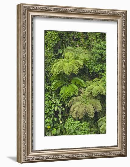 Cloud forest trees and vegetation in the mountains of Bajos del Toro Amarillo, Sarchi, Costa Rica-Adam Jones-Framed Photographic Print