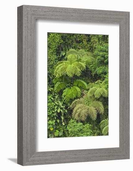 Cloud forest trees and vegetation in the mountains of Bajos del Toro Amarillo, Sarchi, Costa Rica-Adam Jones-Framed Photographic Print