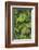 Cloud forest trees and vegetation in the mountains of Bajos del Toro Amarillo, Sarchi, Costa Rica-Adam Jones-Framed Photographic Print