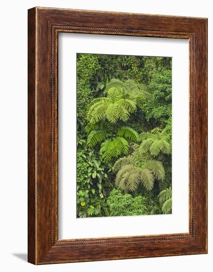 Cloud forest trees and vegetation in the mountains of Bajos del Toro Amarillo, Sarchi, Costa Rica-Adam Jones-Framed Photographic Print