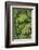 Cloud forest trees and vegetation in the mountains of Bajos del Toro Amarillo, Sarchi, Costa Rica-Adam Jones-Framed Photographic Print