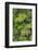 Cloud forest trees and vegetation in the mountains of Bajos del Toro Amarillo, Sarchi, Costa Rica-Adam Jones-Framed Photographic Print