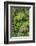 Cloud forest trees and vegetation in the mountains of Bajos del Toro Amarillo, Sarchi, Costa Rica-Adam Jones-Framed Photographic Print