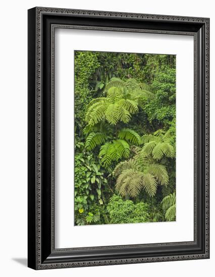 Cloud forest trees and vegetation in the mountains of Bajos del Toro Amarillo, Sarchi, Costa Rica-Adam Jones-Framed Photographic Print