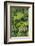 Cloud forest trees and vegetation in the mountains of Bajos del Toro Amarillo, Sarchi, Costa Rica-Adam Jones-Framed Photographic Print