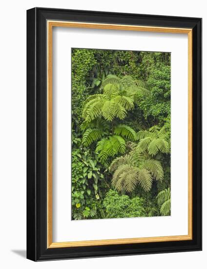 Cloud forest trees and vegetation in the mountains of Bajos del Toro Amarillo, Sarchi, Costa Rica-Adam Jones-Framed Photographic Print