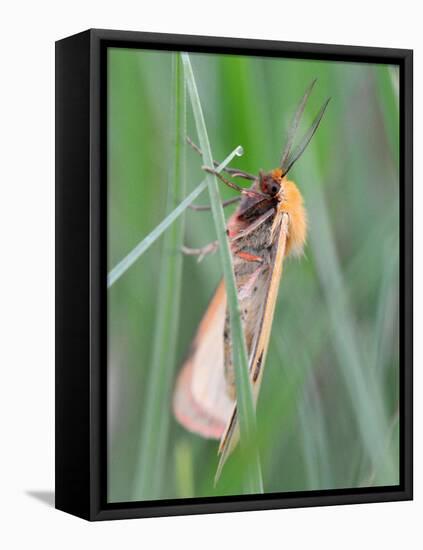 Clouded Buff, Male, Dewdrops, Drink-Harald Kroiss-Framed Premier Image Canvas