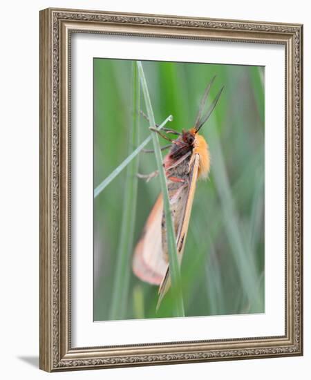 Clouded Buff, Male, Dewdrops, Drink-Harald Kroiss-Framed Photographic Print