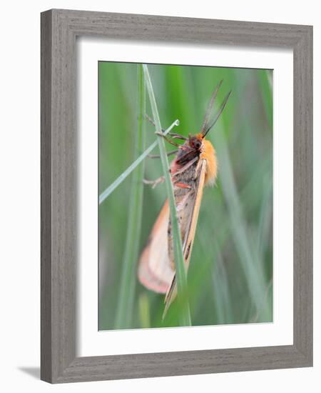 Clouded Buff, Male, Dewdrops, Drink-Harald Kroiss-Framed Photographic Print