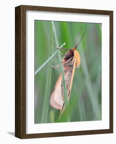 Clouded Buff, Male, Dewdrops, Drink-Harald Kroiss-Framed Photographic Print