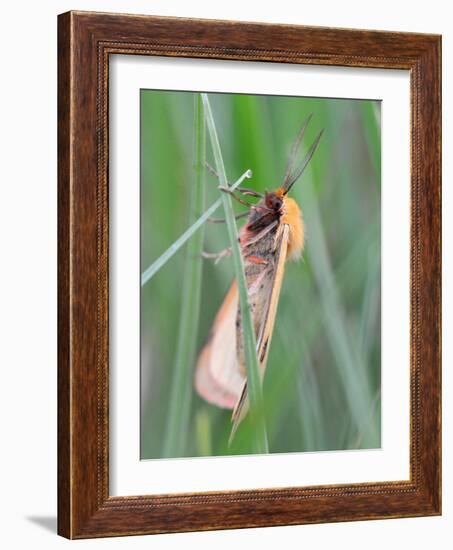 Clouded Buff, Male, Dewdrops, Drink-Harald Kroiss-Framed Photographic Print