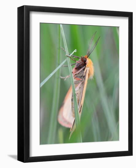 Clouded Buff, Male, Dewdrops, Drink-Harald Kroiss-Framed Photographic Print