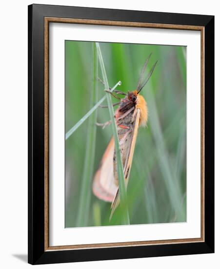 Clouded Buff, Male, Dewdrops, Drink-Harald Kroiss-Framed Photographic Print