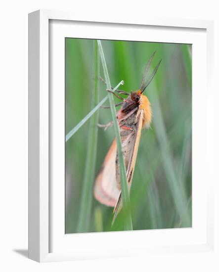 Clouded Buff, Male, Dewdrops, Drink-Harald Kroiss-Framed Photographic Print