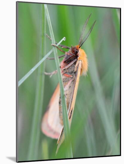 Clouded Buff, Male, Dewdrops, Drink-Harald Kroiss-Mounted Photographic Print