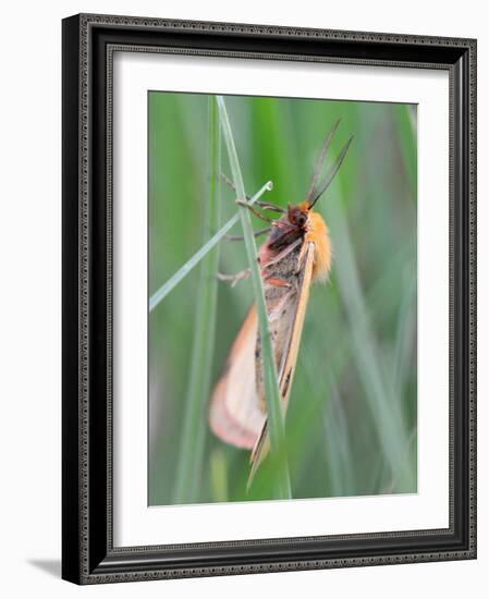 Clouded Buff, Male, Dewdrops, Drink-Harald Kroiss-Framed Photographic Print