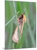 Clouded Buff, Male, Dewdrops, Drink-Harald Kroiss-Mounted Photographic Print