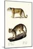 Clouded Leopard, 1824-Karl Joseph Brodtmann-Mounted Giclee Print